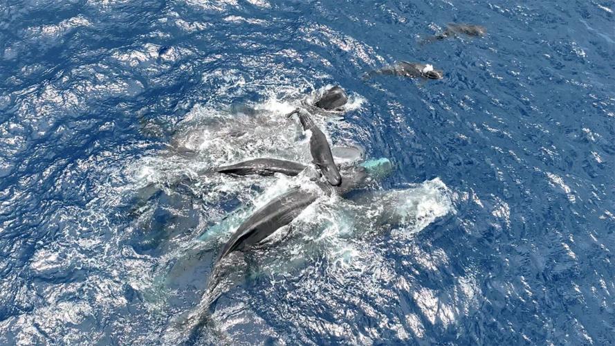 Giving birth is a family affair for whales, reveals new research