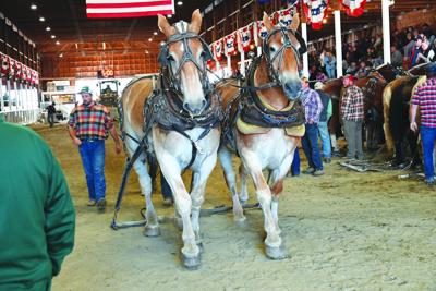 horses