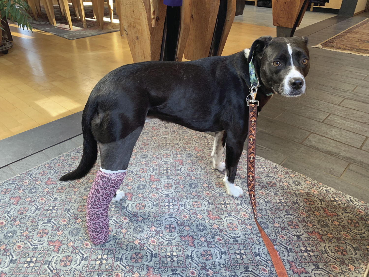 dogpile shock collar