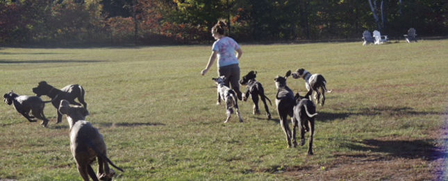 dogs running