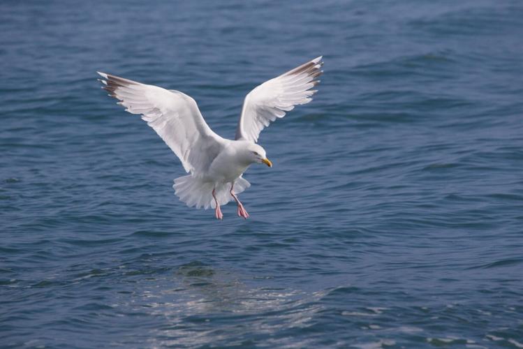 Woozy seagulls acting “drunk” thanks to flying ant binge