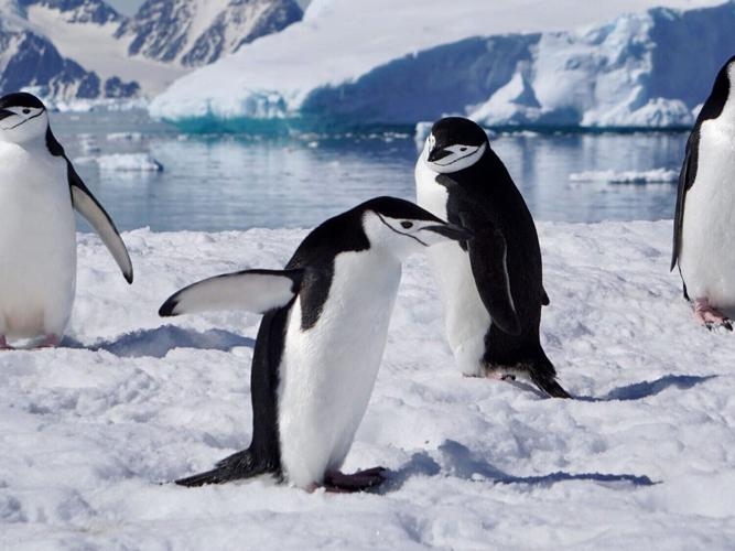 penguins_featured