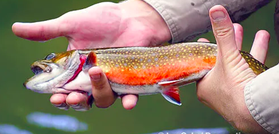 Opening day for Fishing is April 23