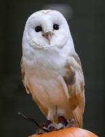 Student uses AI to count hidden baby owls by their unique voices