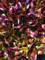 More Thoughts While Weeding: A time when greens can shine