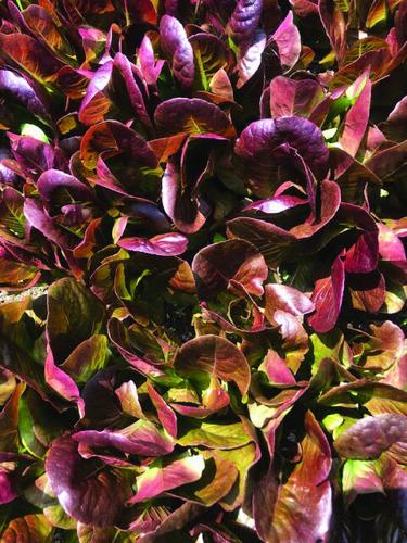 red looseleaf.jpg