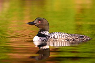 The haunting call of the loon
