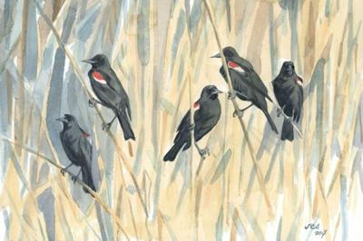 Noisy tricolored blackbirds can be found in fields and wetlands in the Pacific coast states, but they are losing habitat.