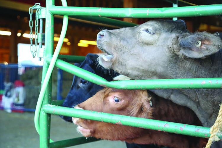 09-29-25 Fryeburg Fair calf trio moo