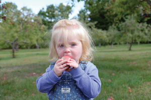 Pick-your-own apples around the valley