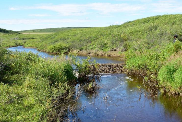 Beavers leave tell-tale trail as they move into the Arctic, reveals new research