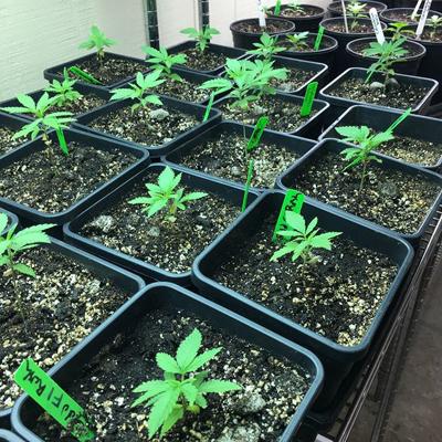 cannabis grow