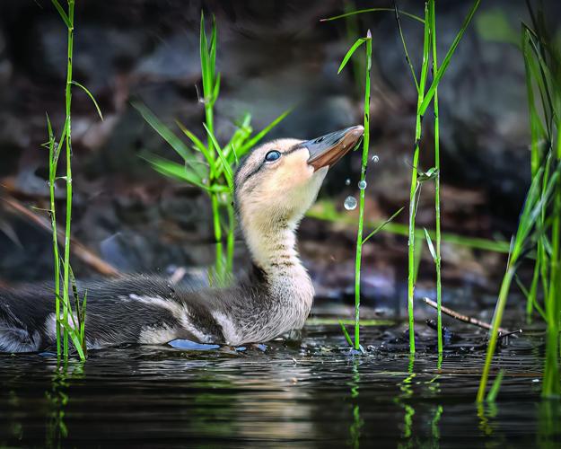 WILDLIFE (Grand Champion) — Mallard duckling