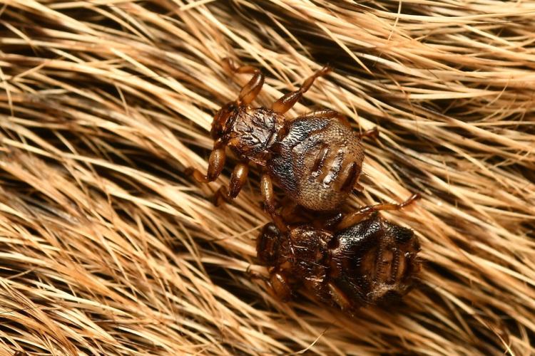 Fly “sacrifices” its sight after finding host to live on, reveals new research