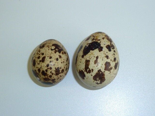 Birds that put more energy into parenthood age faster and die younger, shows study