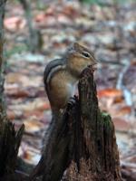 Tiniest Woodland Animals Play Critical Role in Keeping Forests Healthy