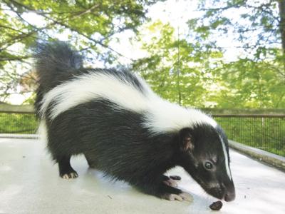 Animals with Bad Reputations