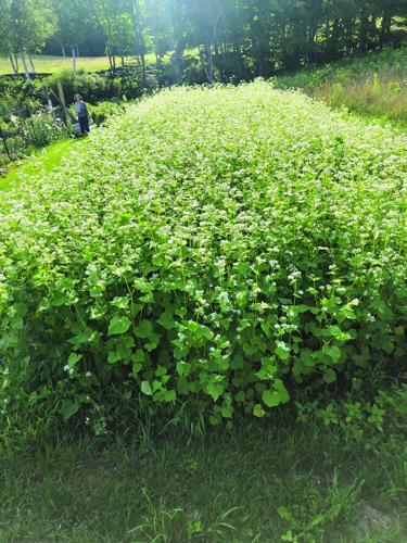 buckwheat cover crop.jpg