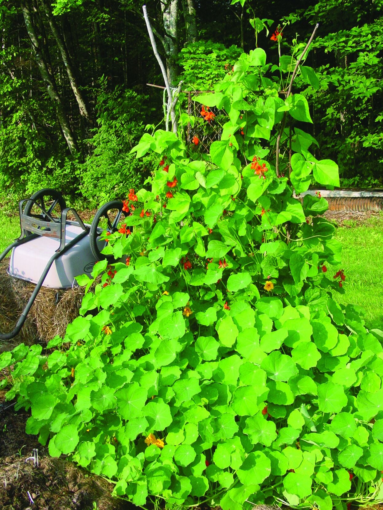 Weeding - scarletrunners.JPG