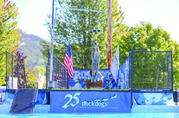 09-20-25 Bark in Park diving head-on horizontal