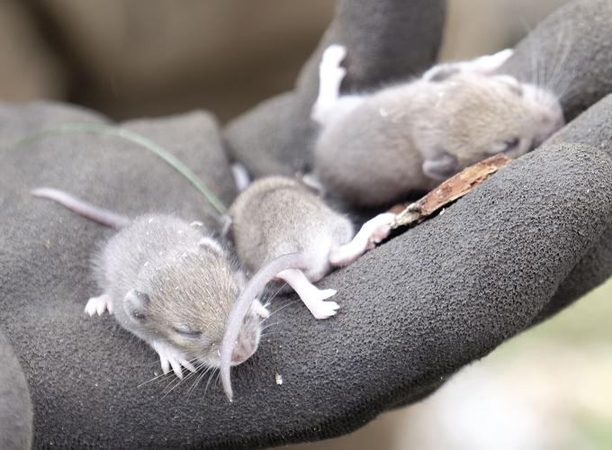 7-22-20 Giant tree pruning