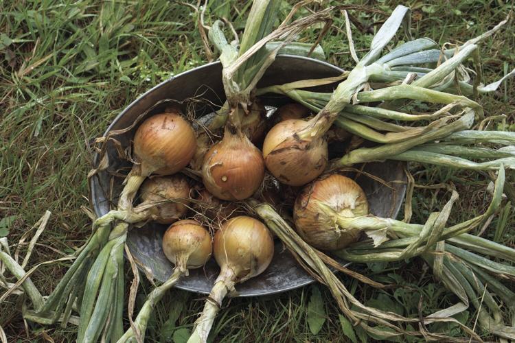 Thoughts while Weeding - onions horizontal