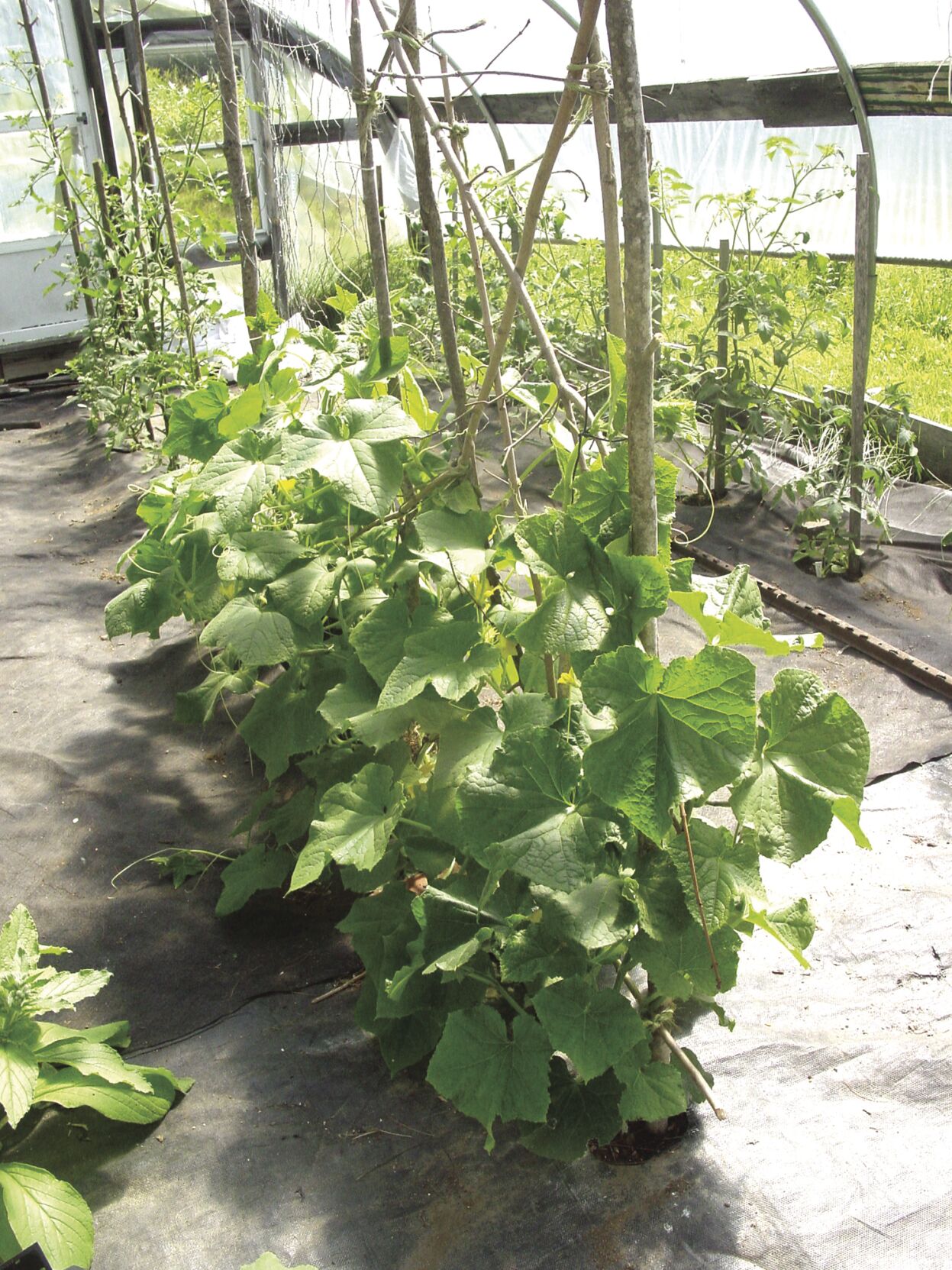 greenhousecukes2.JPG