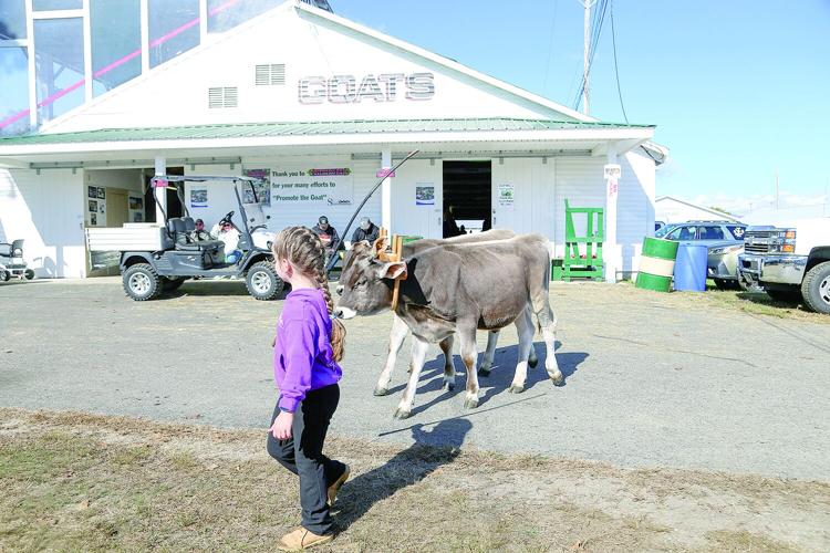 10-05-26 Fryeburg Fair leading steer