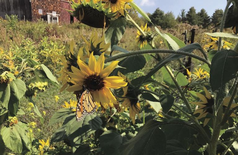 sunflower