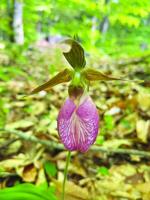 See 'Wetlands and Wildflorwers' on May 24 in Chocorua