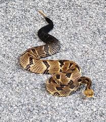 State's rarest native animal