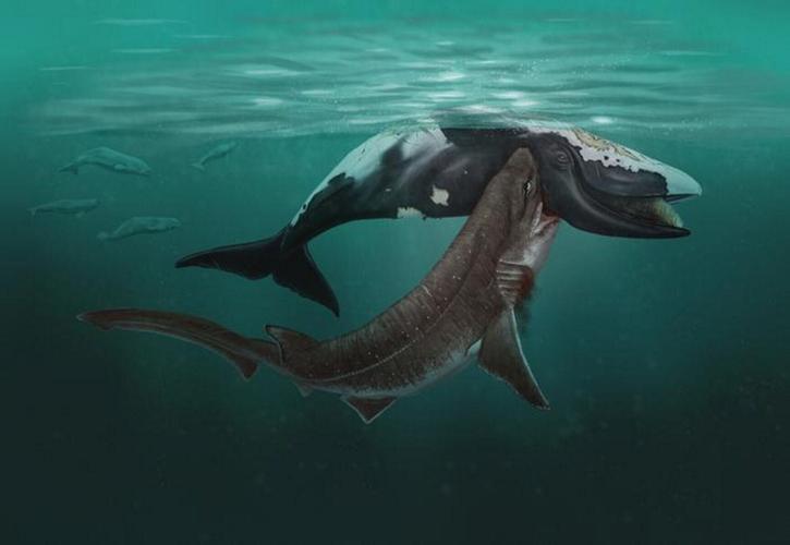 Sharks were attacking whales in the North Sea five million years ago, reveals study