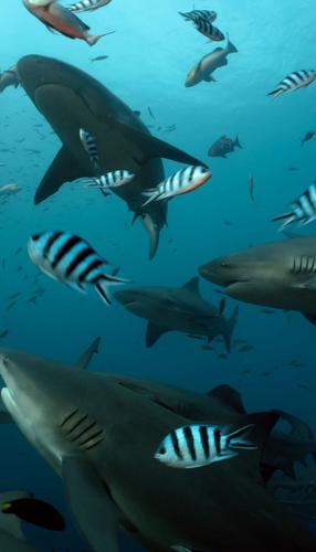 Sharks prefer to hang out with their relatives, suggests study