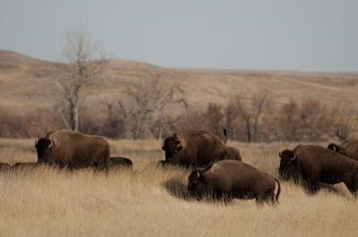 Bison walk through part of the American Prairie land in Montana.
              AP Photo/Matt Brown