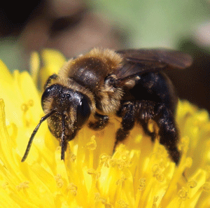 Researchers reveal more than a dozen wild bee species declining in Northeast