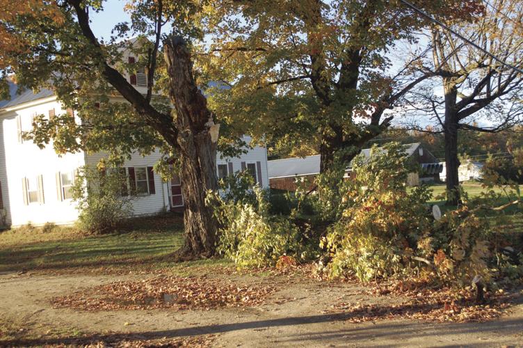10-17-18 hussey tree west side