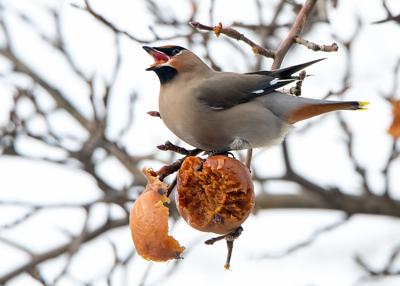 Camo-wearing birders raise concern in downtown