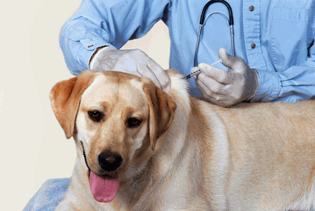 Vaccine Clinic To Be Held At Tractor Supply In Gorham Community