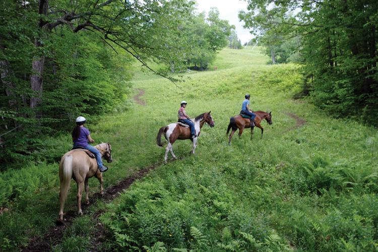 6-20-17 Black Mt horses 2.jpg