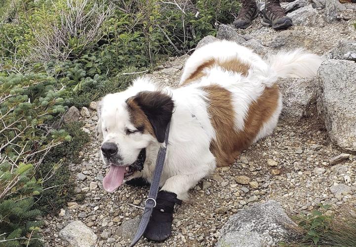 Saint Bernard rescue dog close up