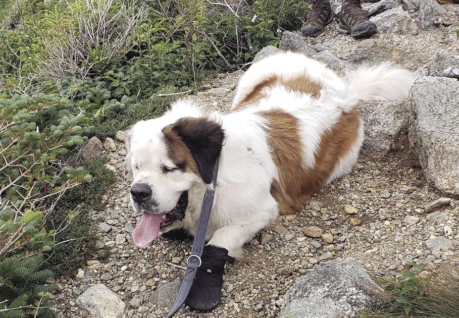 St Bernard Dog Rescued From Mt Washington Local News Conwaydailysun Com Find saint bernard puppies and dogs for adoption today! st bernard dog rescued from mt