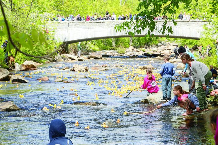 05-25-25 Wildquack reaching bridge behind