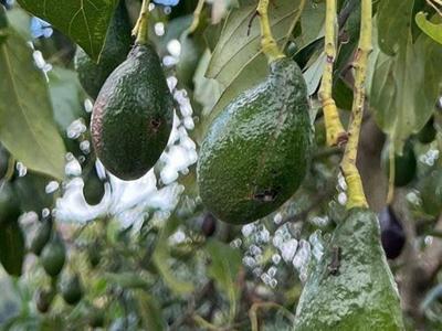avocado_featured