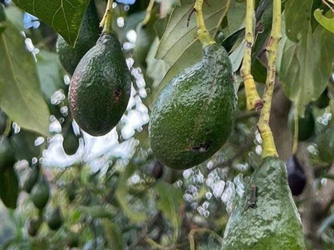 avocado_featured