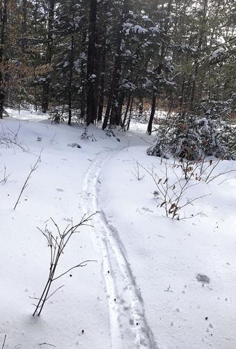 Nordic Tracks - breaking trail at Marshall Conservation Area