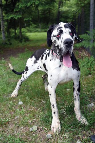 6-22-17 Great Dane_CAHS_Della 1.JPG