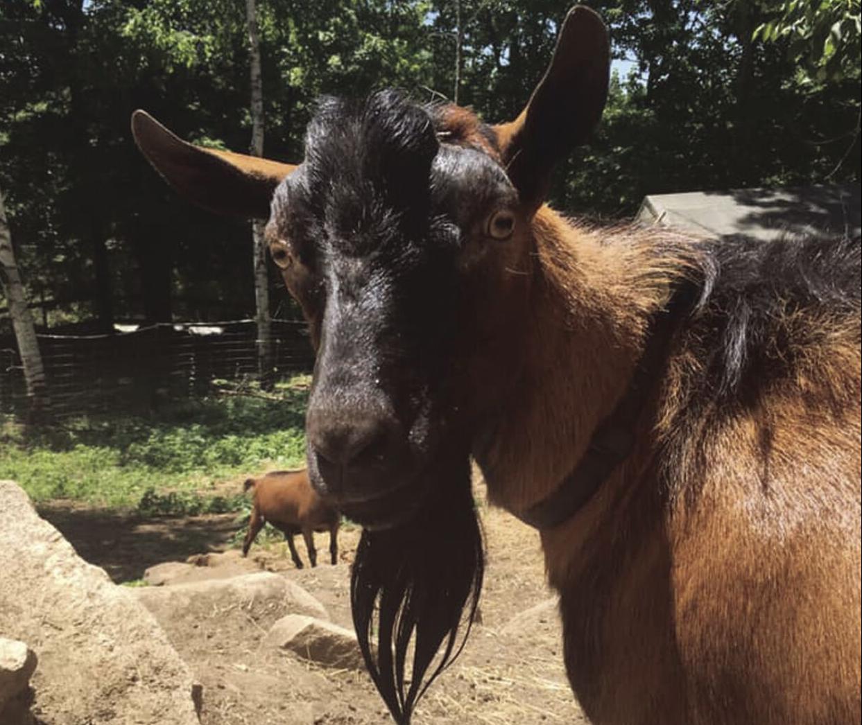 Ron the Goat