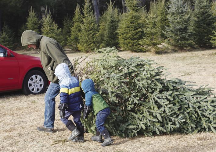 12-10-22 Chamberlain Farm toting tree side