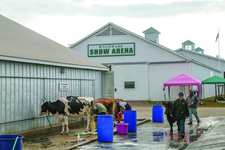 10-05-26 Fryeburg Fair wide cows cleaning