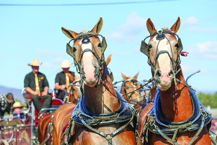 10-04-25 Fryeburg Fair horses head-on medium